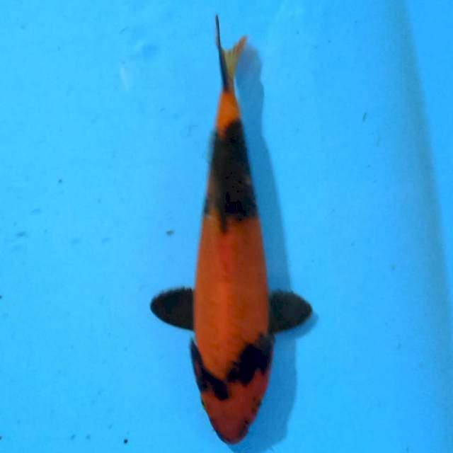 Hi Utsuri 18 cm