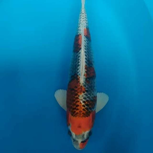 kujaku  male joss 31 cm 