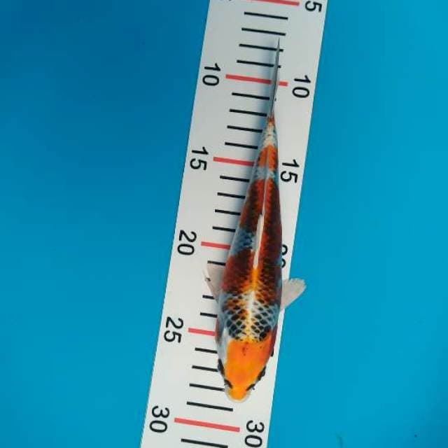 kujaku01.20 cm