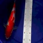 Kohaku 34cm
