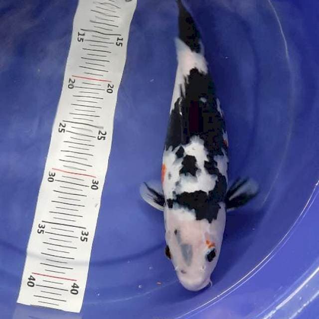 Shiro utsuri 33 cm