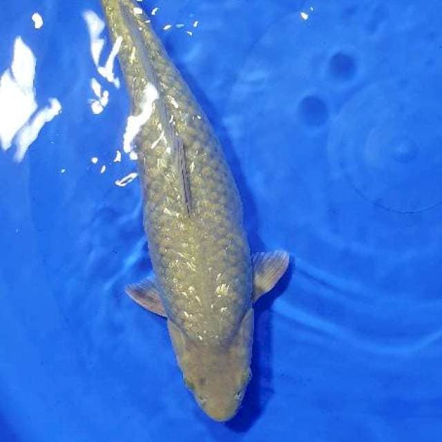 midori berpunuk