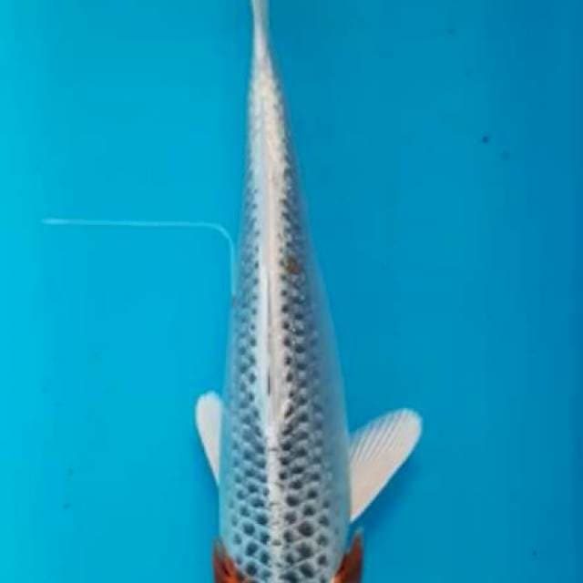 Kujaku 18cm