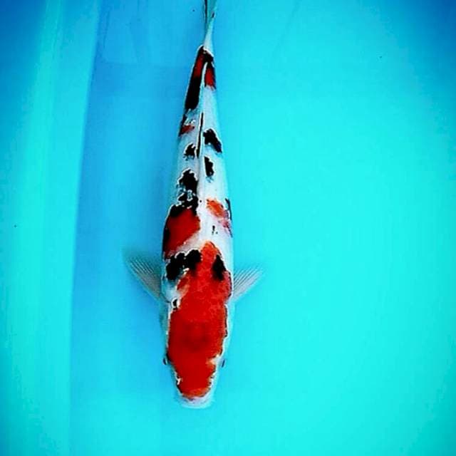 Male/jantan sanke