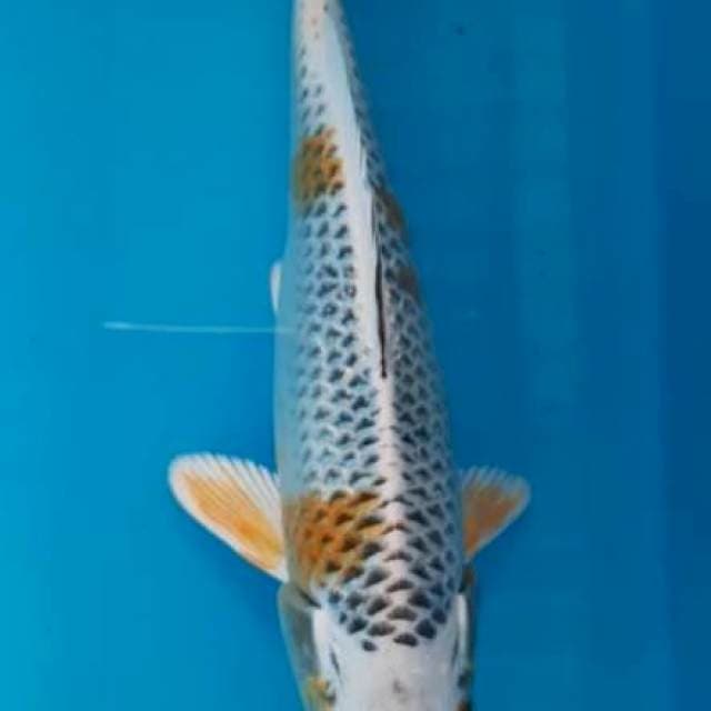 Kujaku 20cm