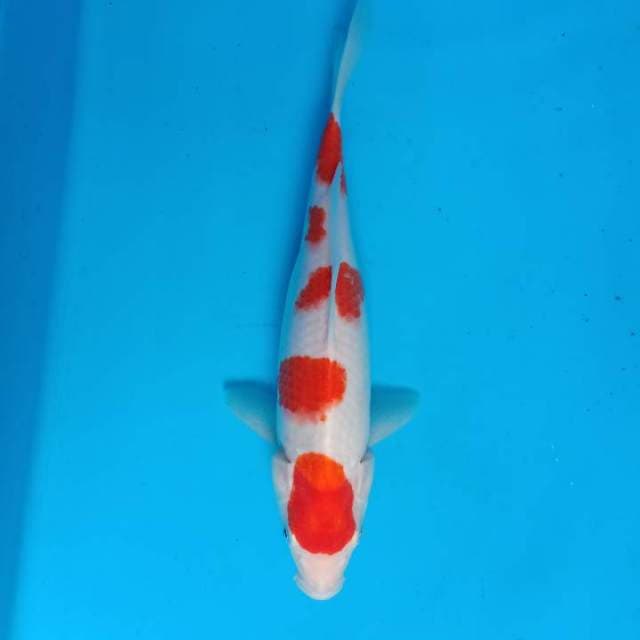 Kohaku
