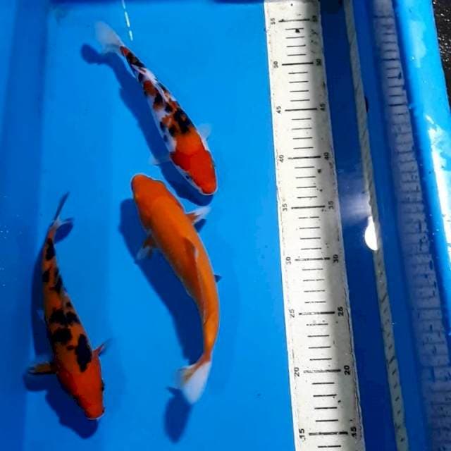 SANKE , AKABEKKO & AKAHAJIRO 19-21 CM