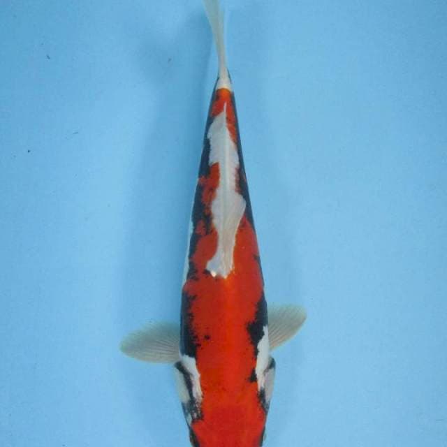 Ready show - 25 cm Benikumon