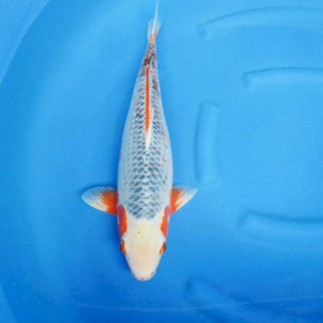 Import Non serti Asagi Jumbo 52 cm