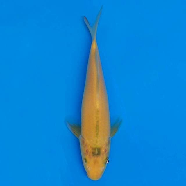 F1 marusei karashi 18cm mata cacat sebelah