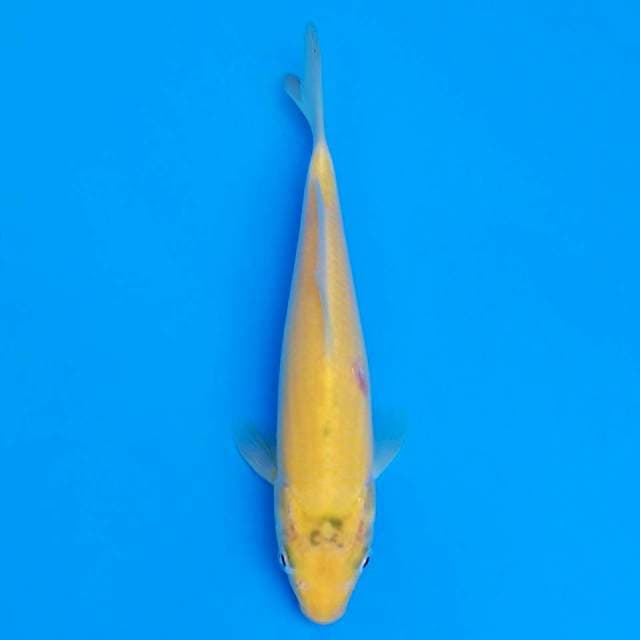 F1 marusei karashi 18cm