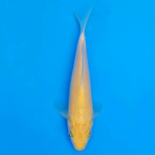 F1 marusei karashi 18cm