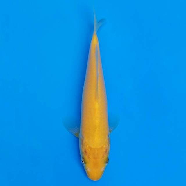 F1 marusei karashi 19cm