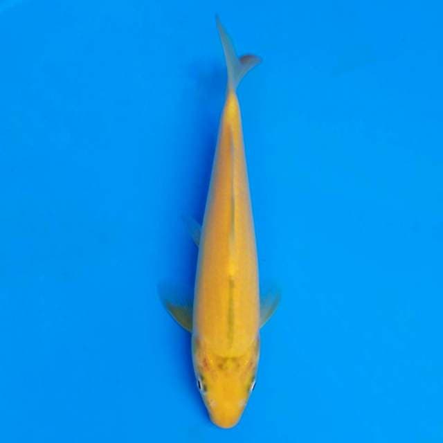 F1 marusei karashi 18cm