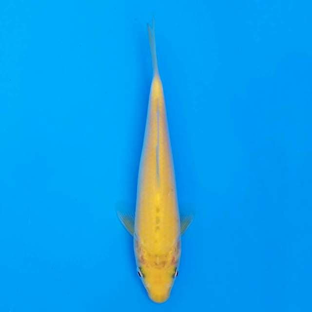 F1 marusei karashi 18cm