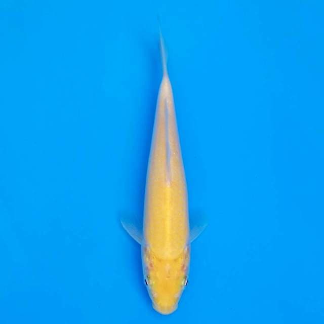 F1 marusei karashi 19cm