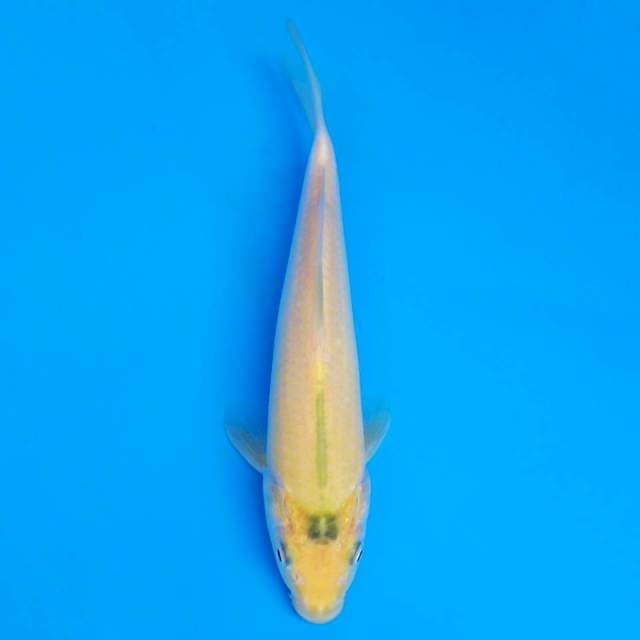 F1 marusei karashi 19cm