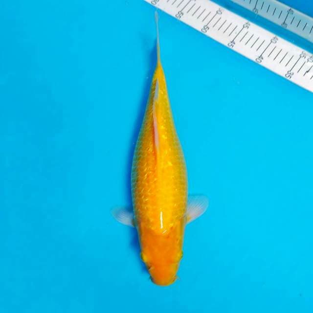 39cm, karashi gindrin bullky jinak