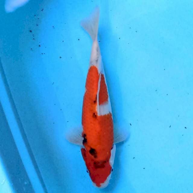 Showa 25 cm