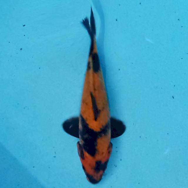 Hi Utsuri 19 cm