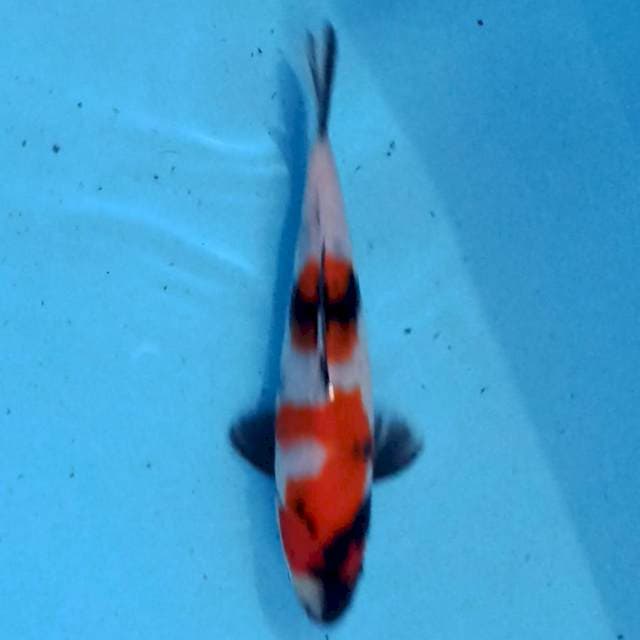 Kindai Showa 18 cm