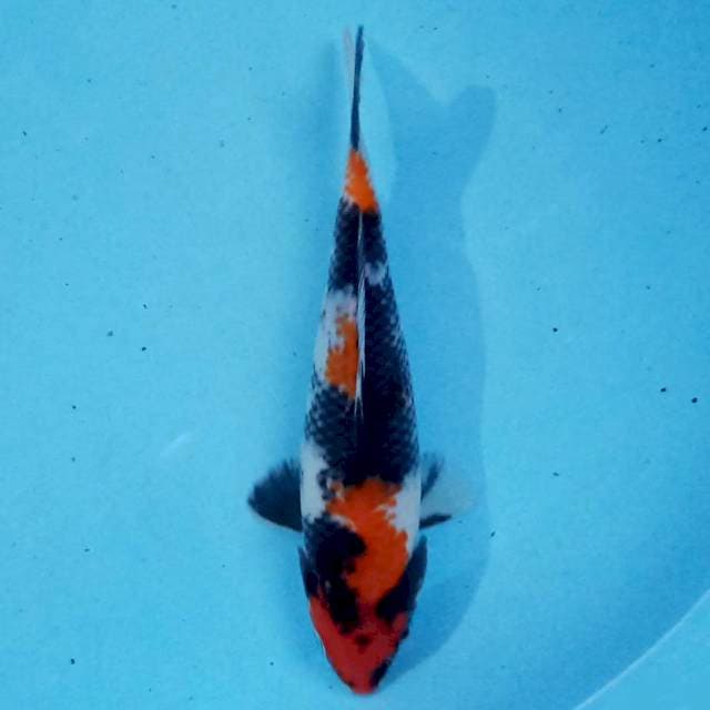 Showa 21 cm