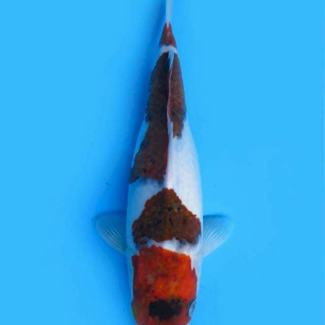 Budo goromo 30 cm