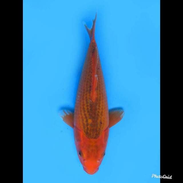Matsuba , 33cm