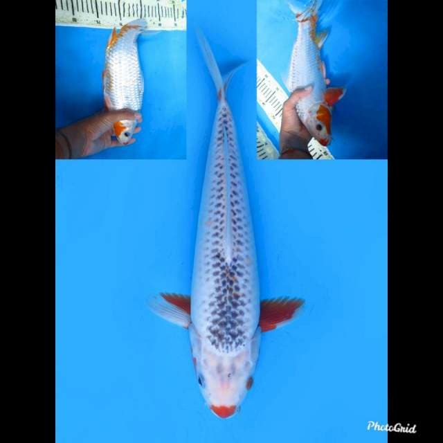 Asagi , 33cm