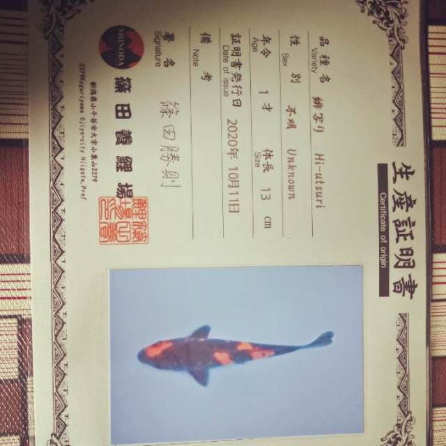 Hi Utsuri Shinoda  15cm impor sertifikat