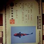 Hi Utsuri Shinoda  15cm impor sertifikat