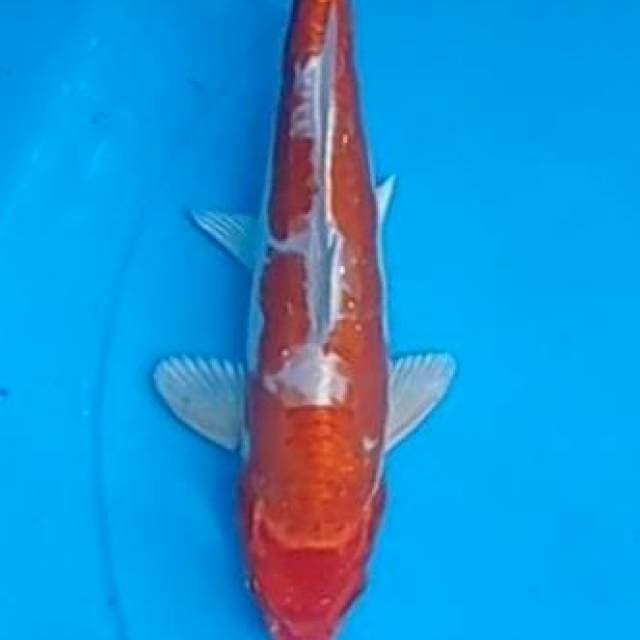 Beni Kikokuryu 24cm