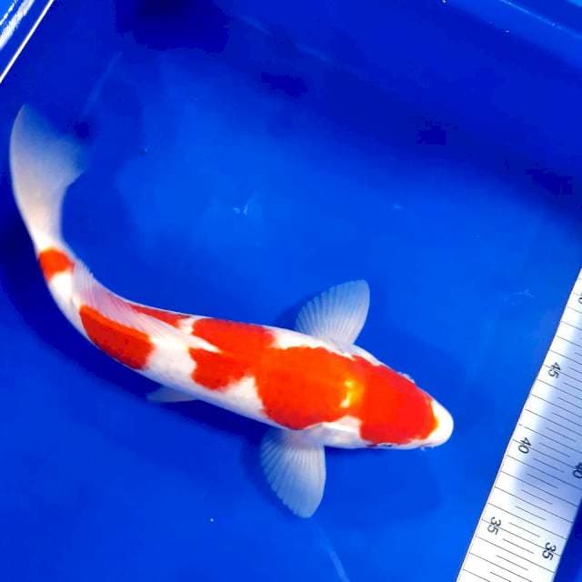 Kohaku 32 cm male