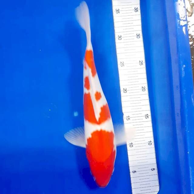 Kohaku 31cm male