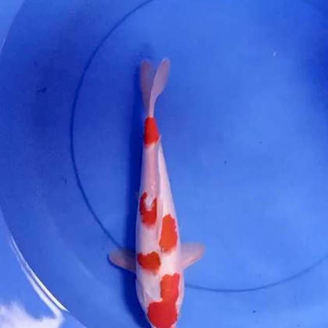 Sanke 31 cm