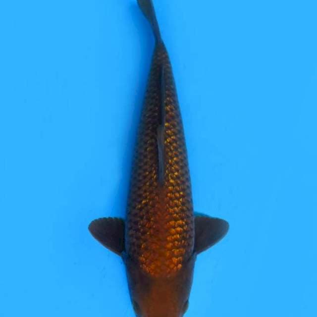 Chagin 31 cm ml