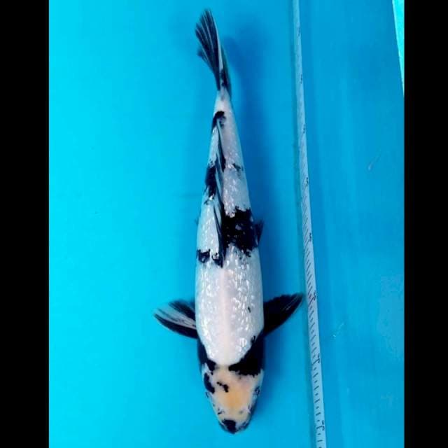 SHIRO GINRIN 38 CM MALE