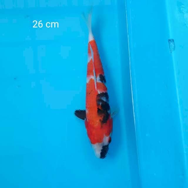 Showa 26
