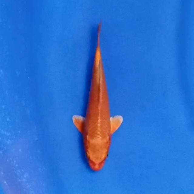 Orenji bagus 16cm