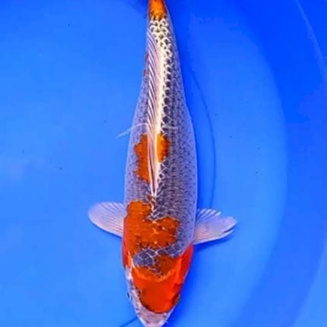Goshiki 36 cm