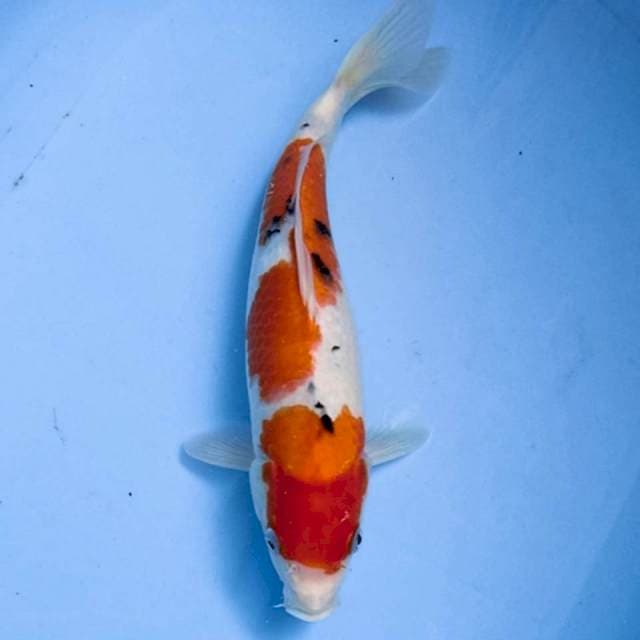 sanke 32 cm