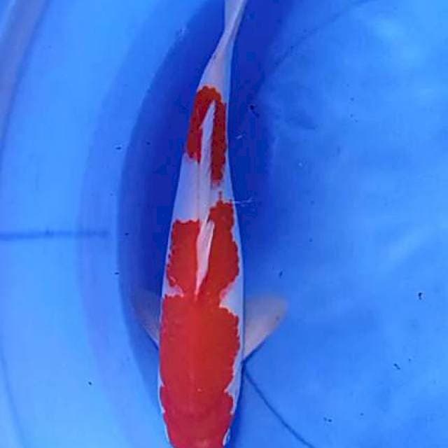 Kohaku strong 35 bu