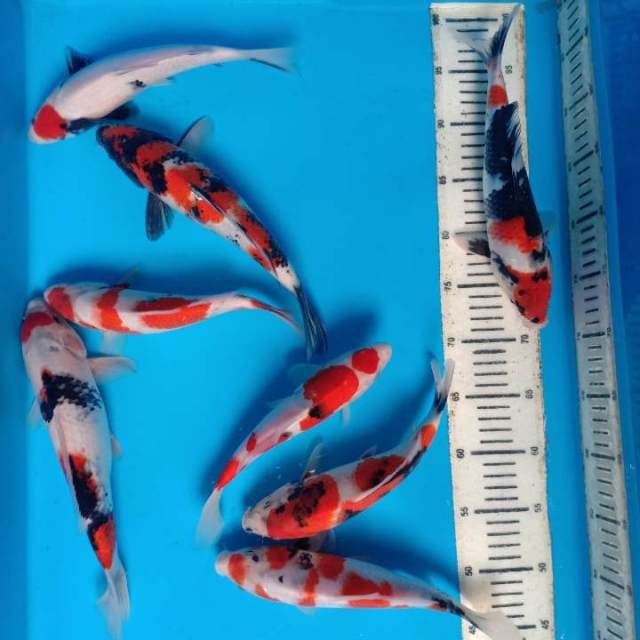 Mix koi 8 ekor