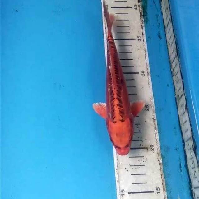 Doitsu 20cm