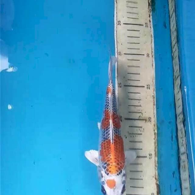 Kujaku 20cm
