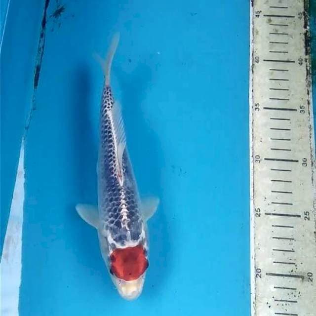 Tancho Goshiki 23cm