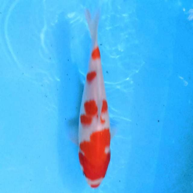 Kohaku kuchibeni 25 cm