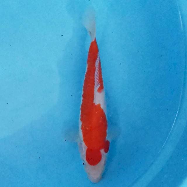 Kohaku 23 cm