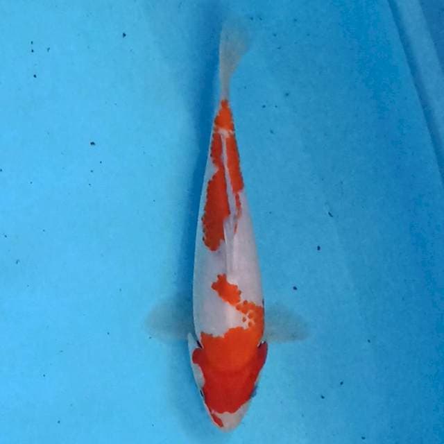 Kohaku 22 cm