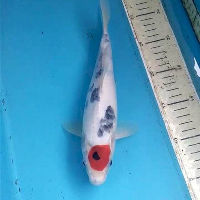 Tancho Showa 30cm